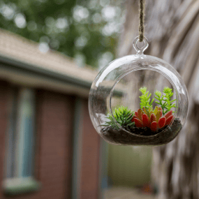 Hanging Plants