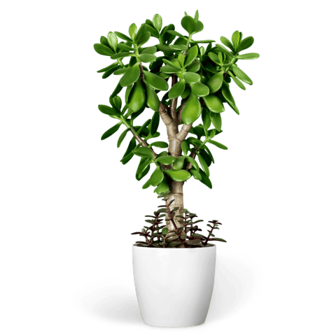 Plants