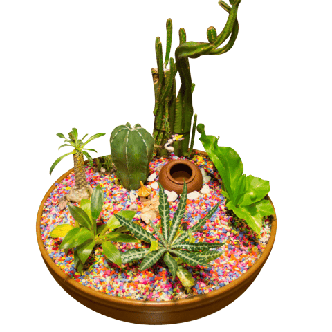 Decor & Accessories