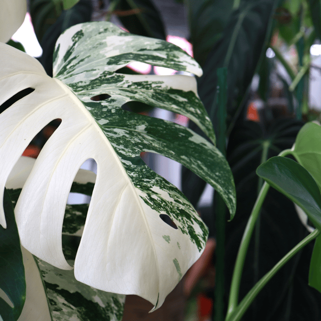Monstera Deliciosa Albo Plant- (Bare Rooted)