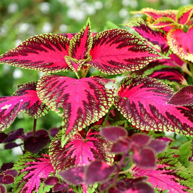 Coleus Mix Indoor Plant Seeds (Pack Of - 20 Seeds)