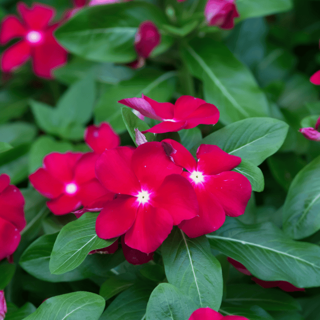Vinca / Sadabahar (Dark Red) Flower Seeds (Pack Of 10 Seeds)