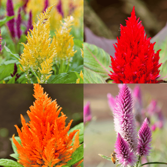 Celosia Mix Flower Seeds (Pack Of - 100 Seeds)