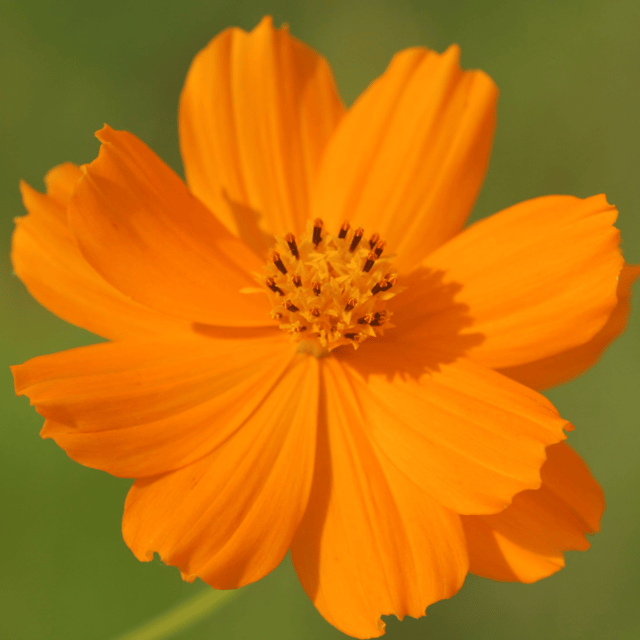 Cosmos (Orange) Flower Seeds (Pack Of - 25 Seeds)