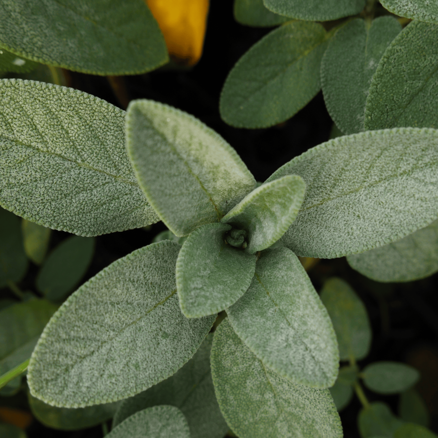 Organic Sage (Tez patta) Seeds (Pack Of - 15 Seeds)