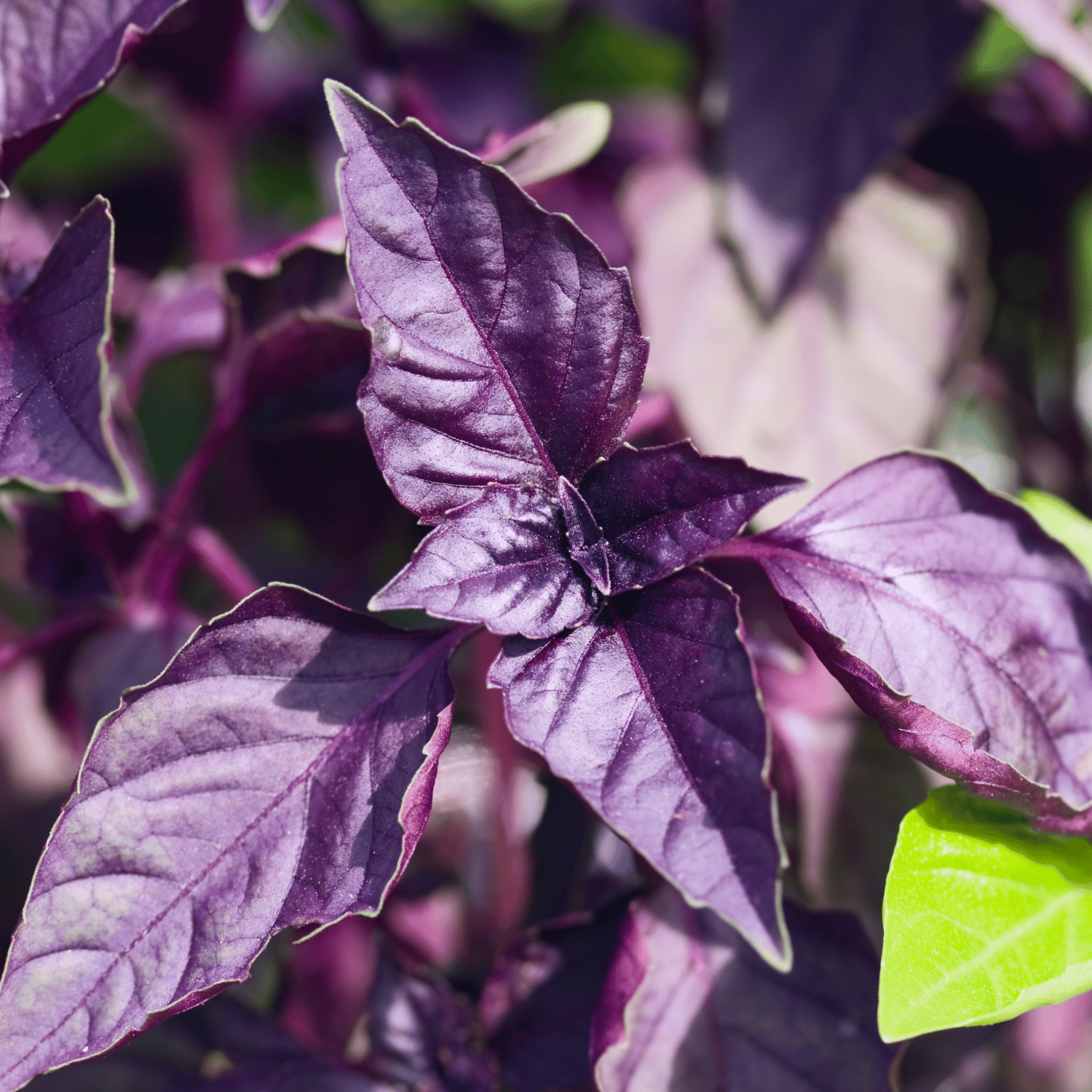 Organic Basil / Tulsi Purple Seeds (Pack Of - 40 Seeds)