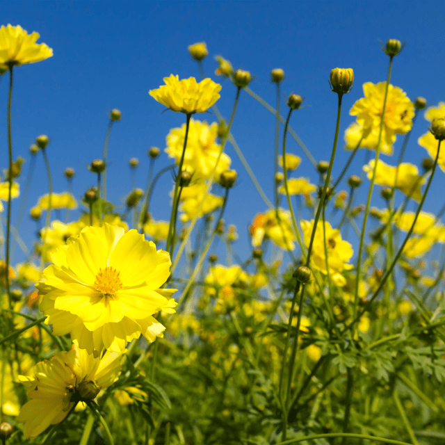 Organic (Desi) Mustard/Sarso Seeds(Pack Of - 200 Seeds)