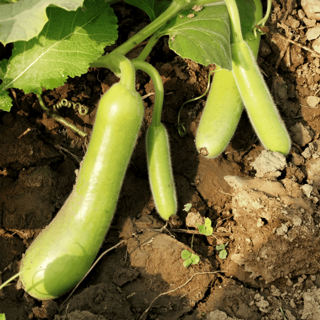 Organic (F3 Hybrid) Louki/Bottle Gourd(Long) Seeds(Pack Of - 15 Seeds)