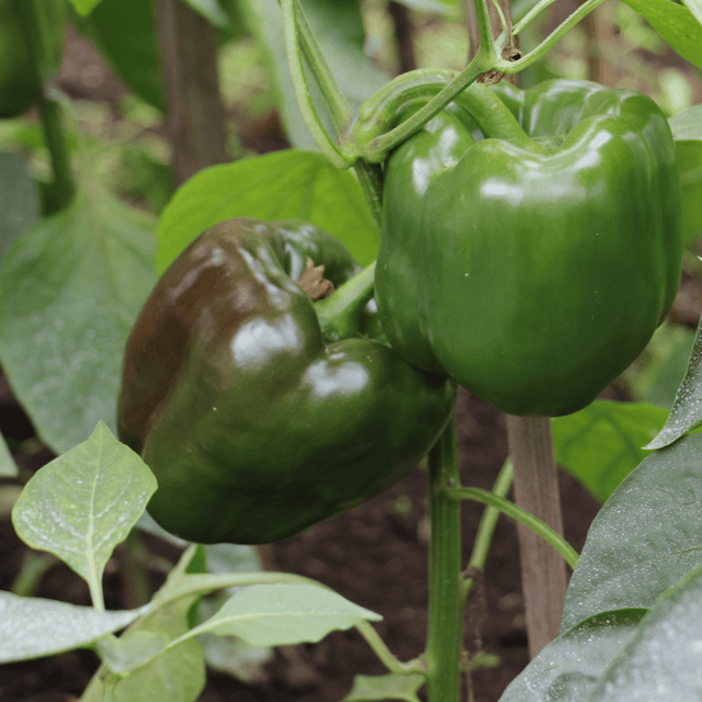 Organic (F3 Hybrid) Capsicum(Green) Seeds(Pack Of - 20 Seeds)