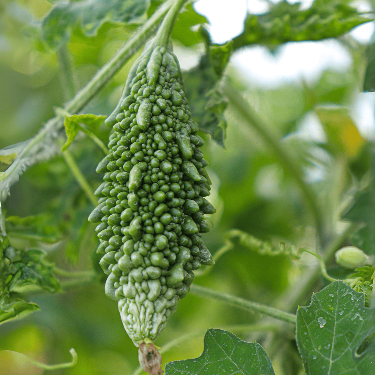 Organic (F3 Hybrid) Karela/Momordica charantia Seeds (Pack Of 15 Seeds)