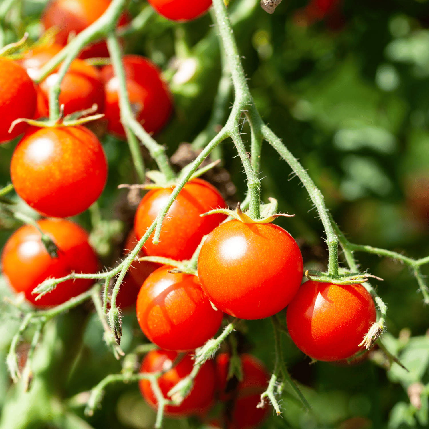 Organic (F2 Hybrid) Cherry Tomato (Red) Seeds Open Pollinated -(Pack Of - 40 Seeds)