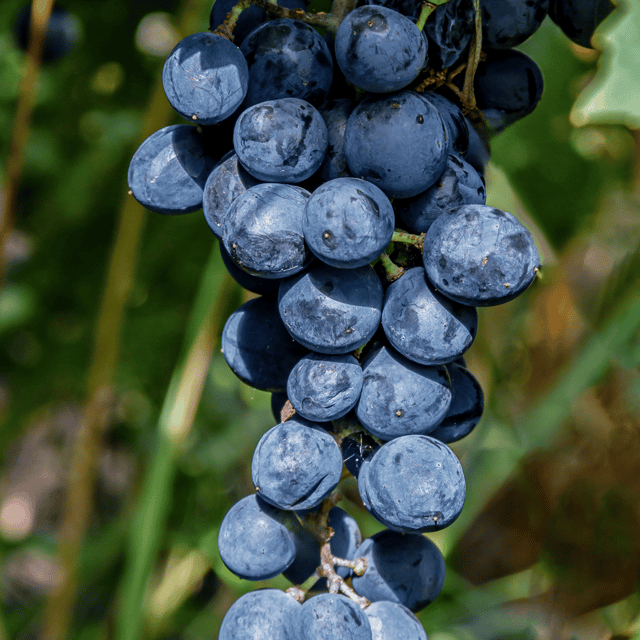 Black Grapes Fruit Plant & Tree-(Grafted)