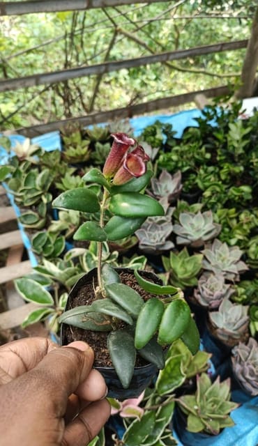Aeschynanthus Monalisa /Lipstick Flower Plant