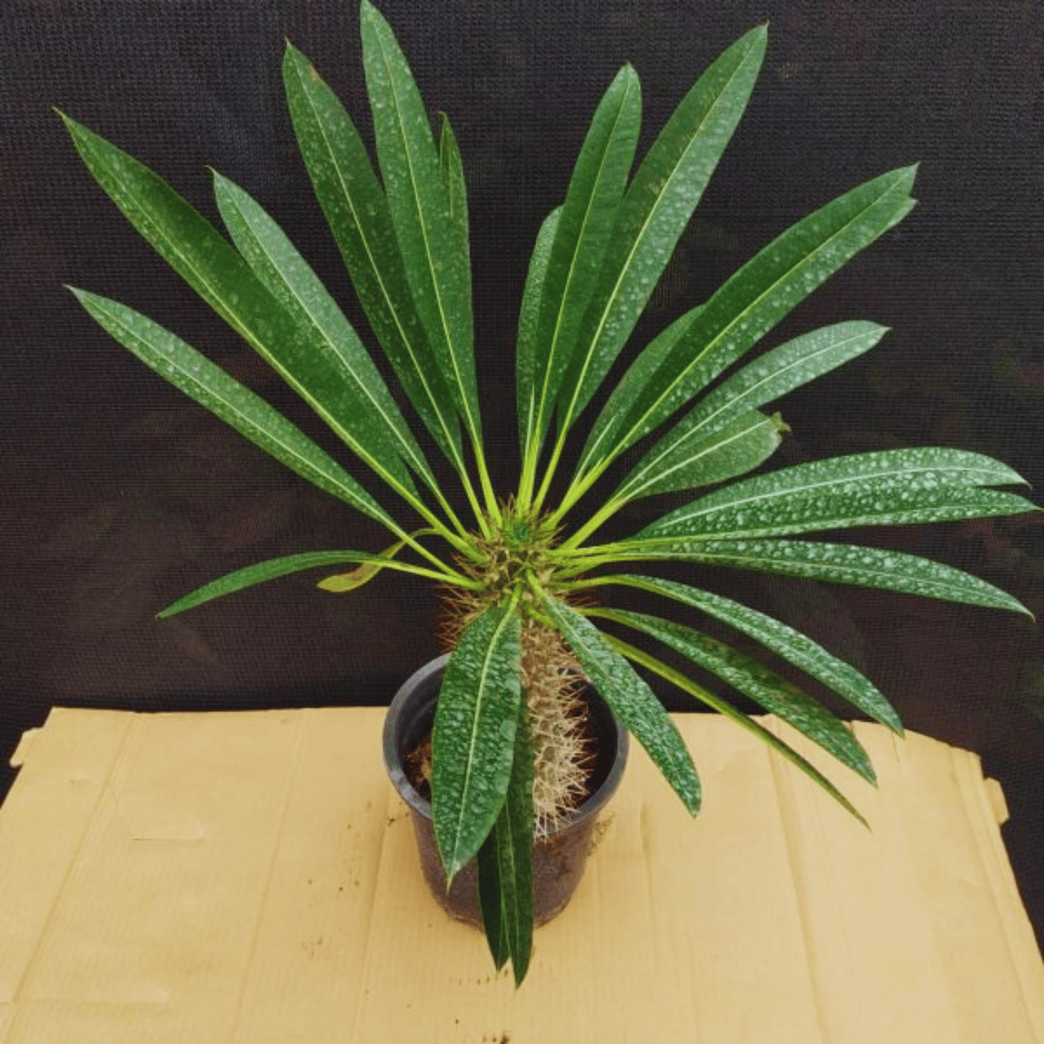 Pachypodium Lamerei / Madagascar palm  Plant-(Pot Not Included)