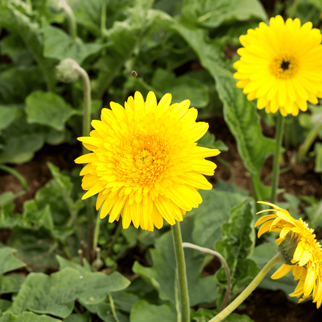Gerbera Yellow Flower Plant