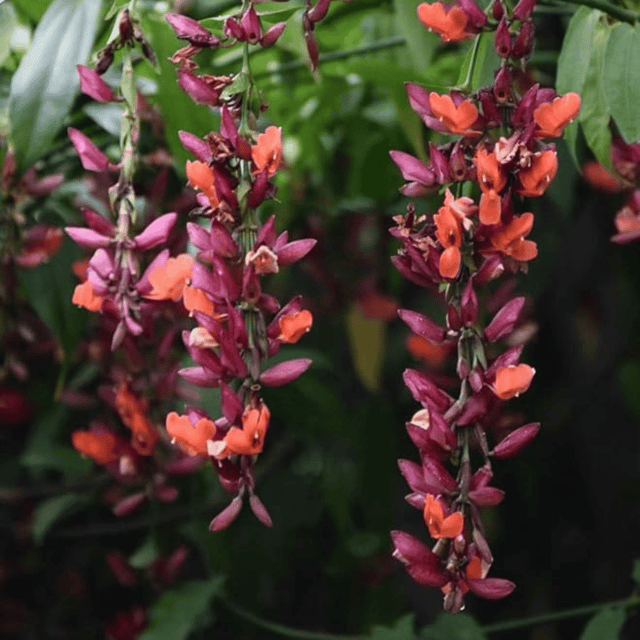 Basor Lata (Thunbergia Coccinea) Vine Flower Plant