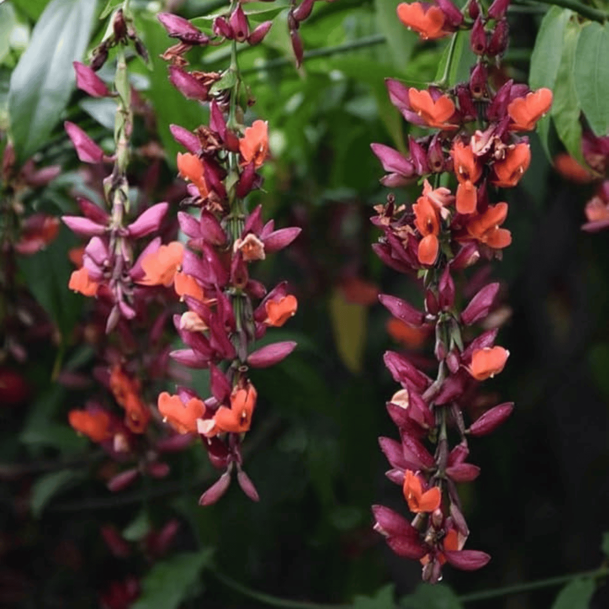 Basor Lata (Thunbergia Coccinea) Vine Flower Plant