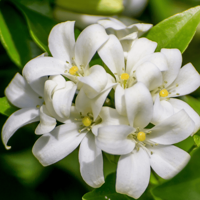 Rai Beli / Jasmine Beli Flower Plant