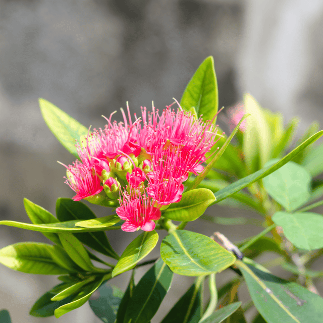 First Love Flower Plant (Red)