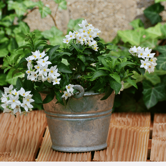 Rai Beli / Jasmine Beli Flower Plant