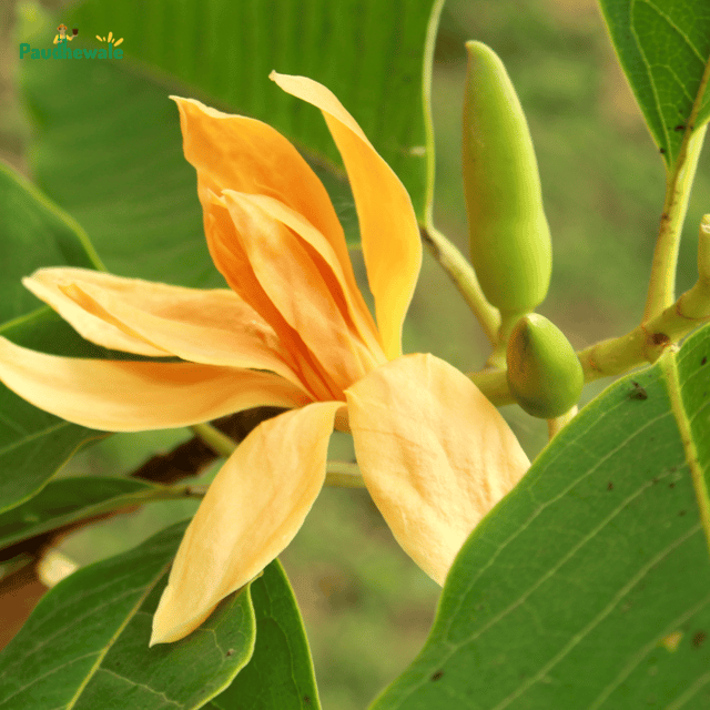 Golden Champa (Magnolia Champaca) Flowering Plant