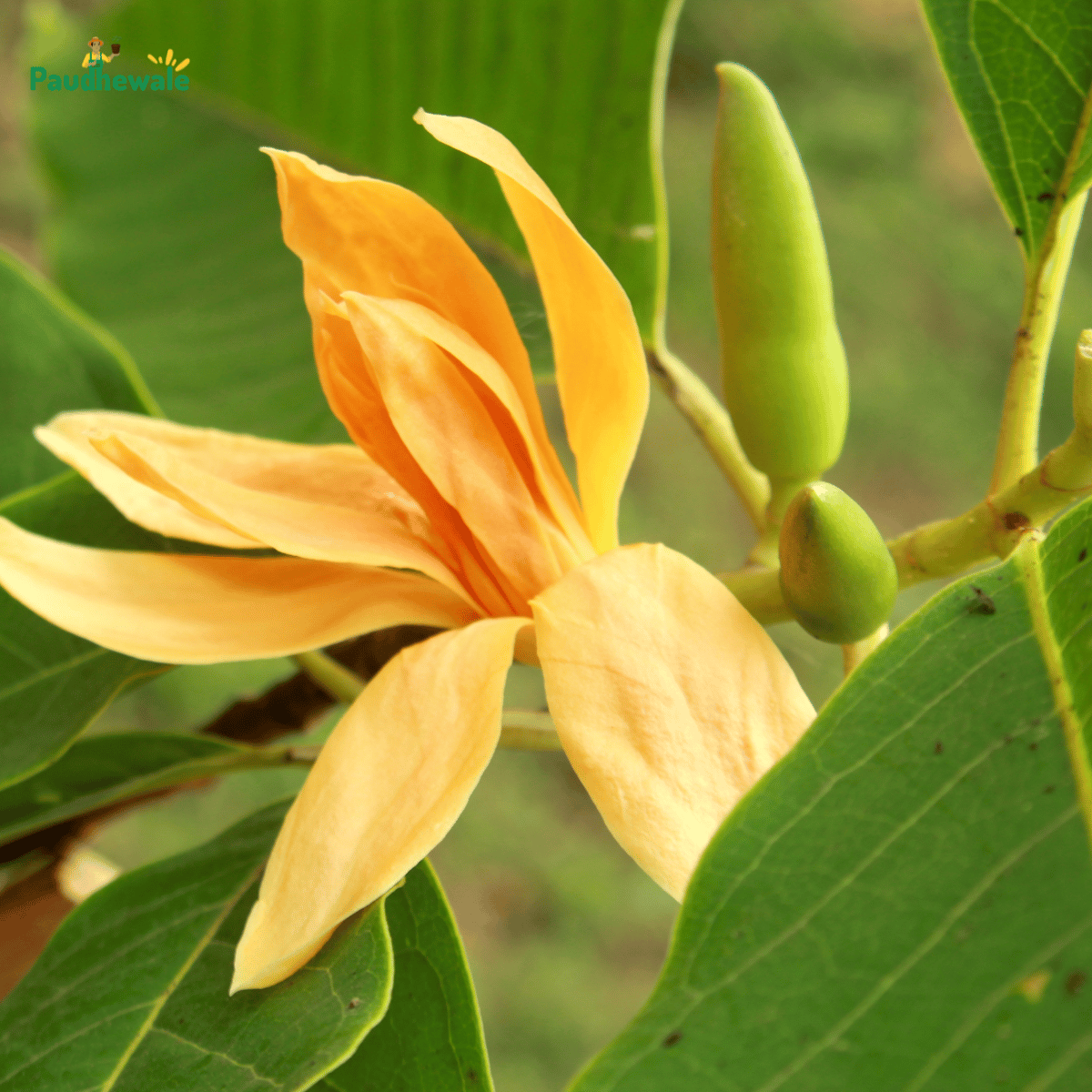 Golden Champa (Magnolia Champaca) Flowering Plant
