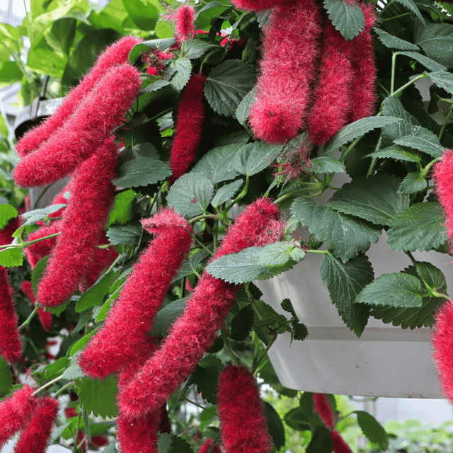 Shiv Jota (Acalypha hispida) Red Flower  Plant