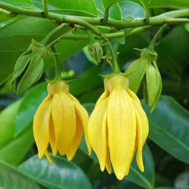 Kanthali Champa Flower Plant (Artabotrys Hexapetalus)