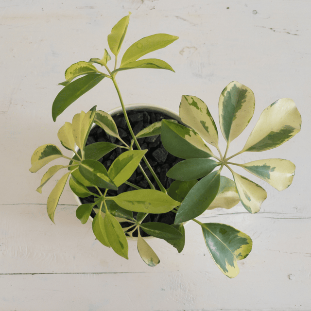 Schefflera Variegated  Plant
