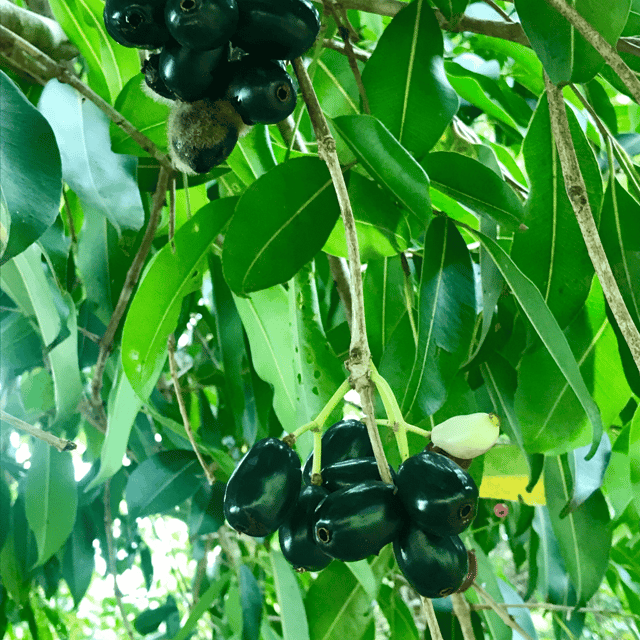 Black Jamun Fruit Plant (Syzygium Cumini)