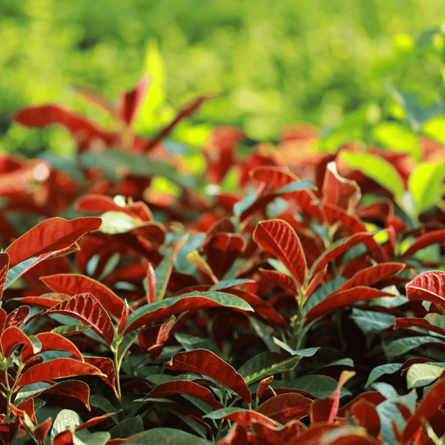 Laila Majnu (Exoecaria)  Plant