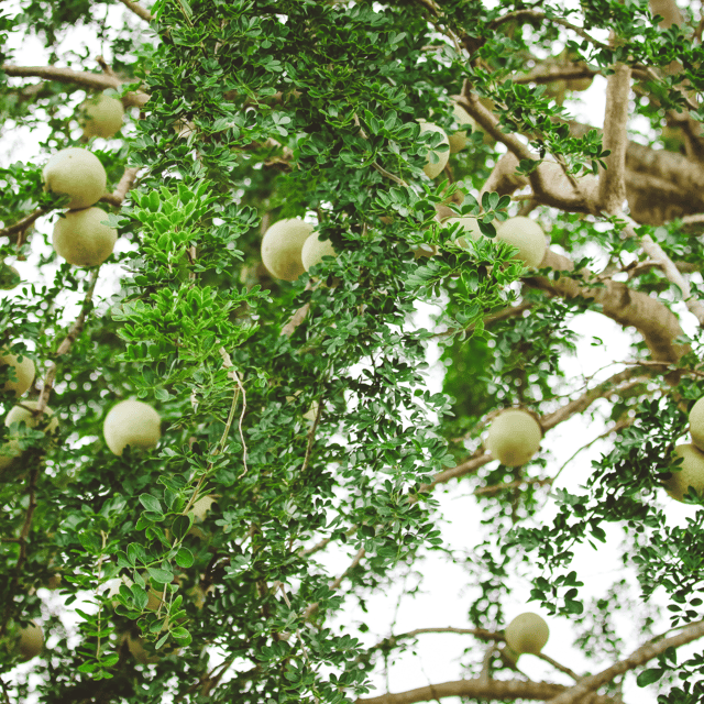 Wood Apple (Katbel) Fruit Plant