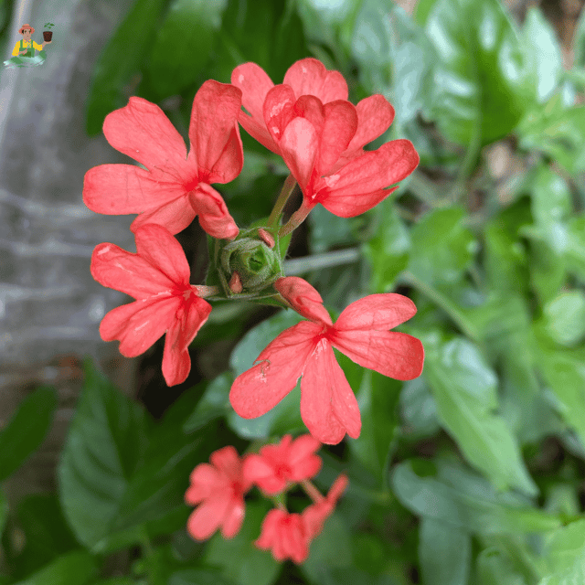 Crossandra Red (Kanakambaram) Flowering Plant
