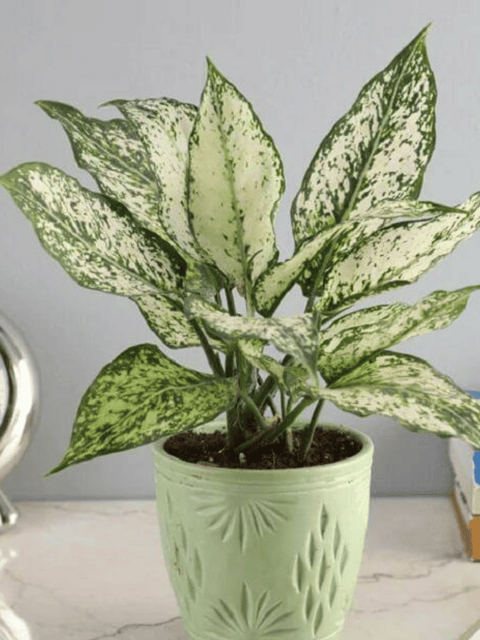 Aglaonema Snow White Indoor Plant (Pot Not Included)