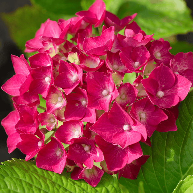 Hydrangea Red Color  Flower Plant (Hydrangea macrophylla)