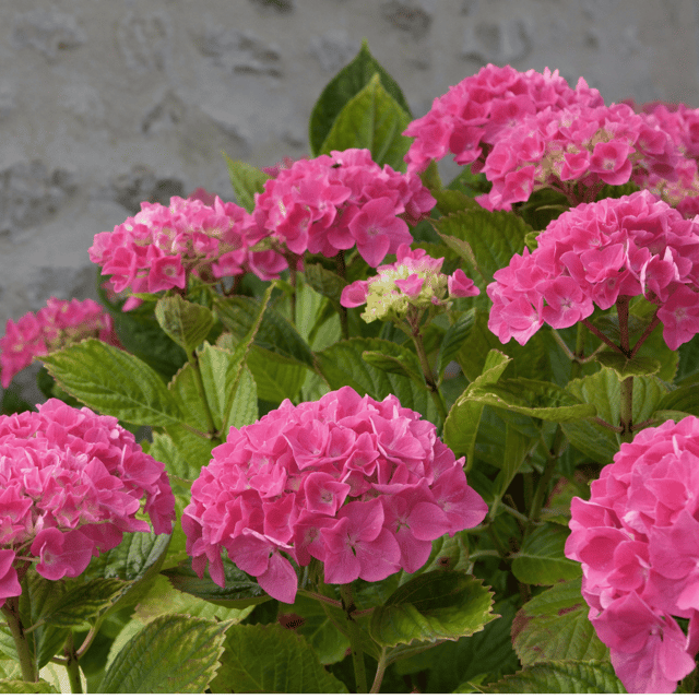 Hydrangea Red Color  Flower Plant (Hydrangea macrophylla)