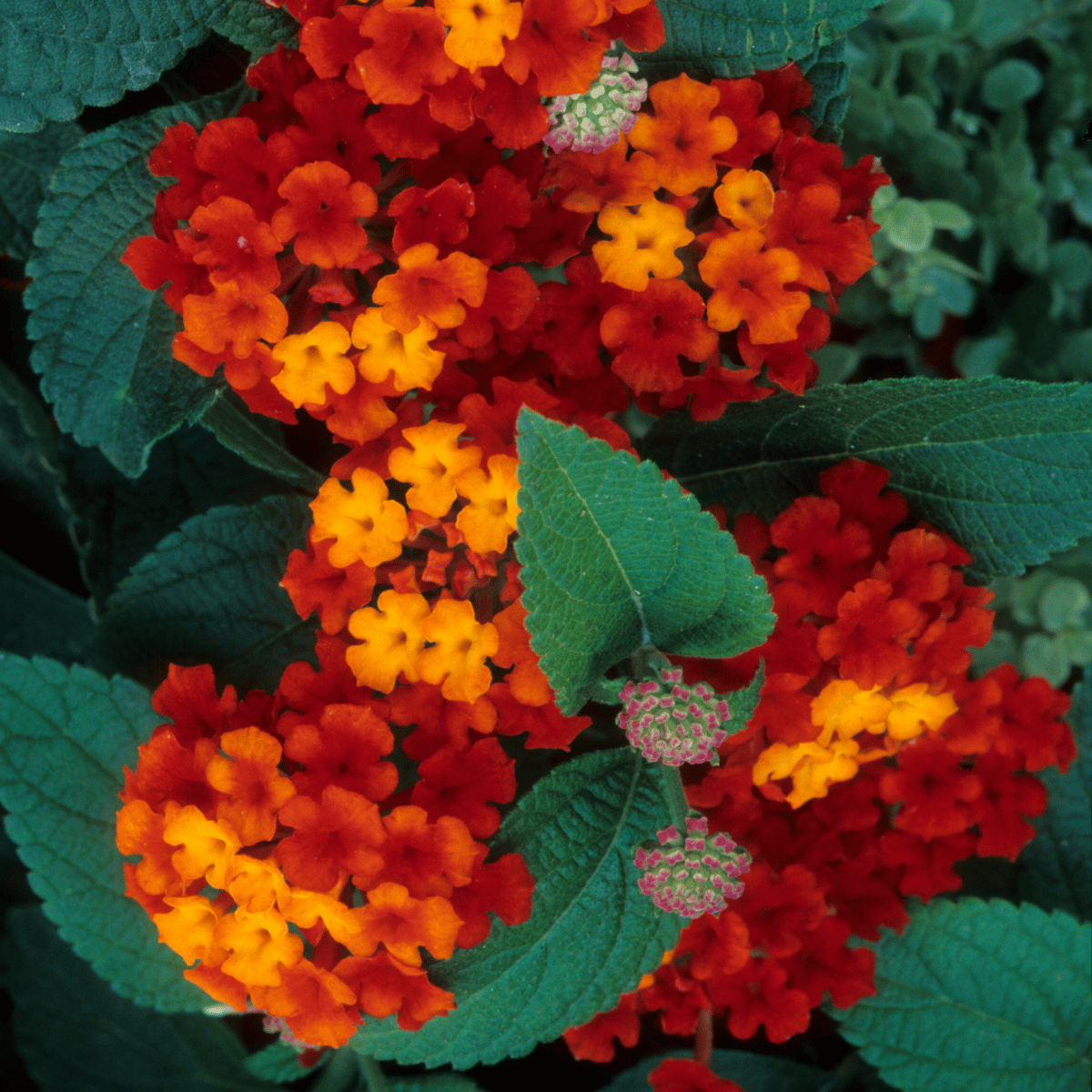 Lantana / Kongini Poo (Any Colour) (Lantana Camara) Flowering/Ornamental  Plant