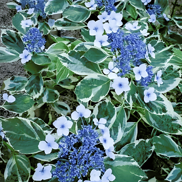 Variegated Hydrangea flower plant (Blue)