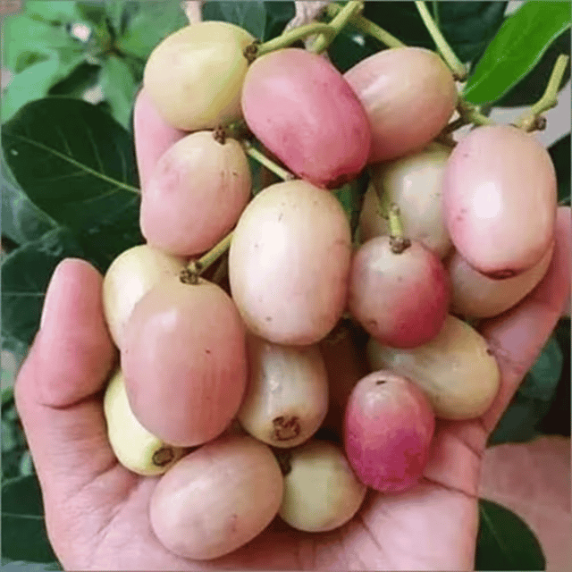 Rare Thailand White Jamun Fruit Plant (Syzygium cumini)