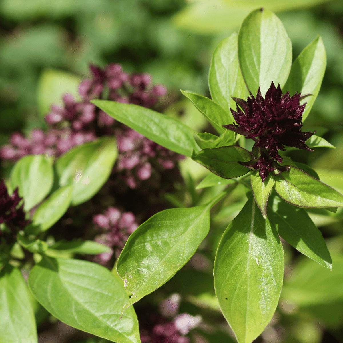 Basil / Tulsi Thai Herb Seeds (Pack Of - 60-70 Seeds )