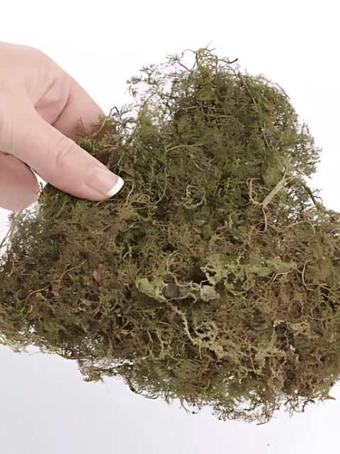 Sphagnum Moss 450g  | Ideal for Plants, Orchids, Kokedama & Terrarium