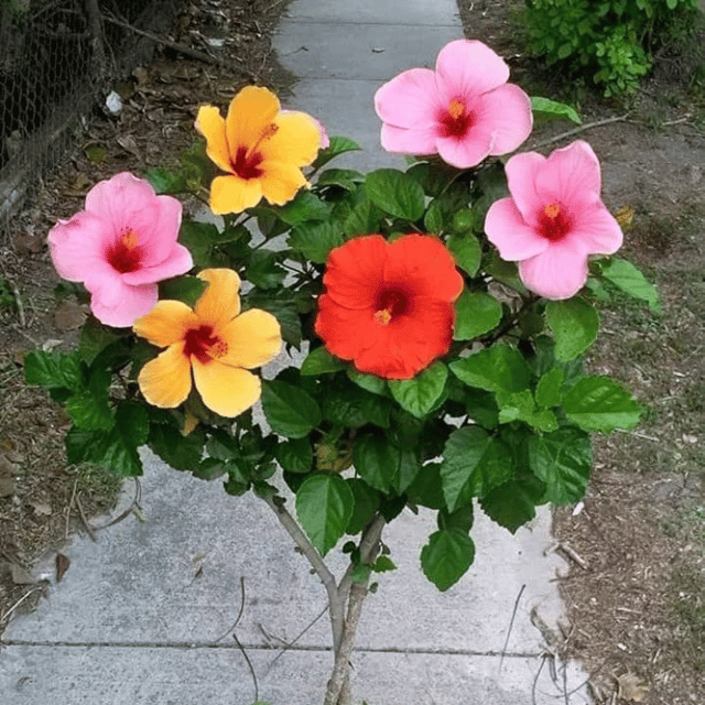 Pune Variety & American Beauty Multi Colour Hibiscus Plant Flower Plant (Grafted)