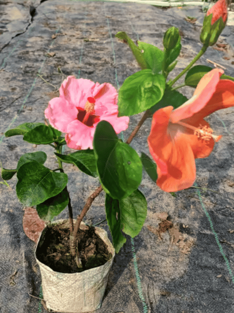 Pune Variety & American Beauty Multi Colour Hibiscus Plant Flower Plant (Grafted)