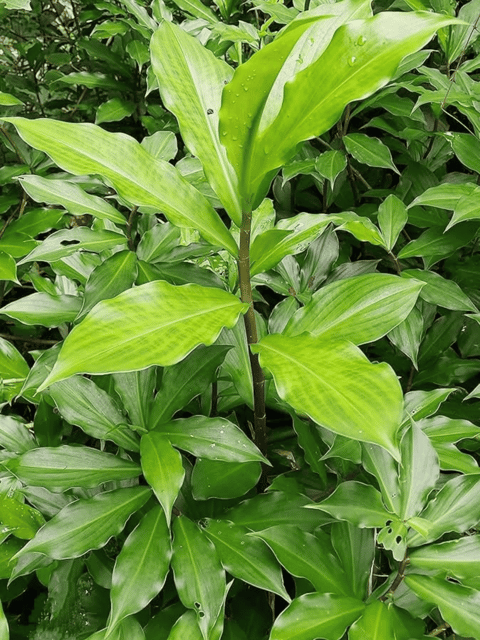Insulin Plant Rhizomes / Costus igneus  Plant