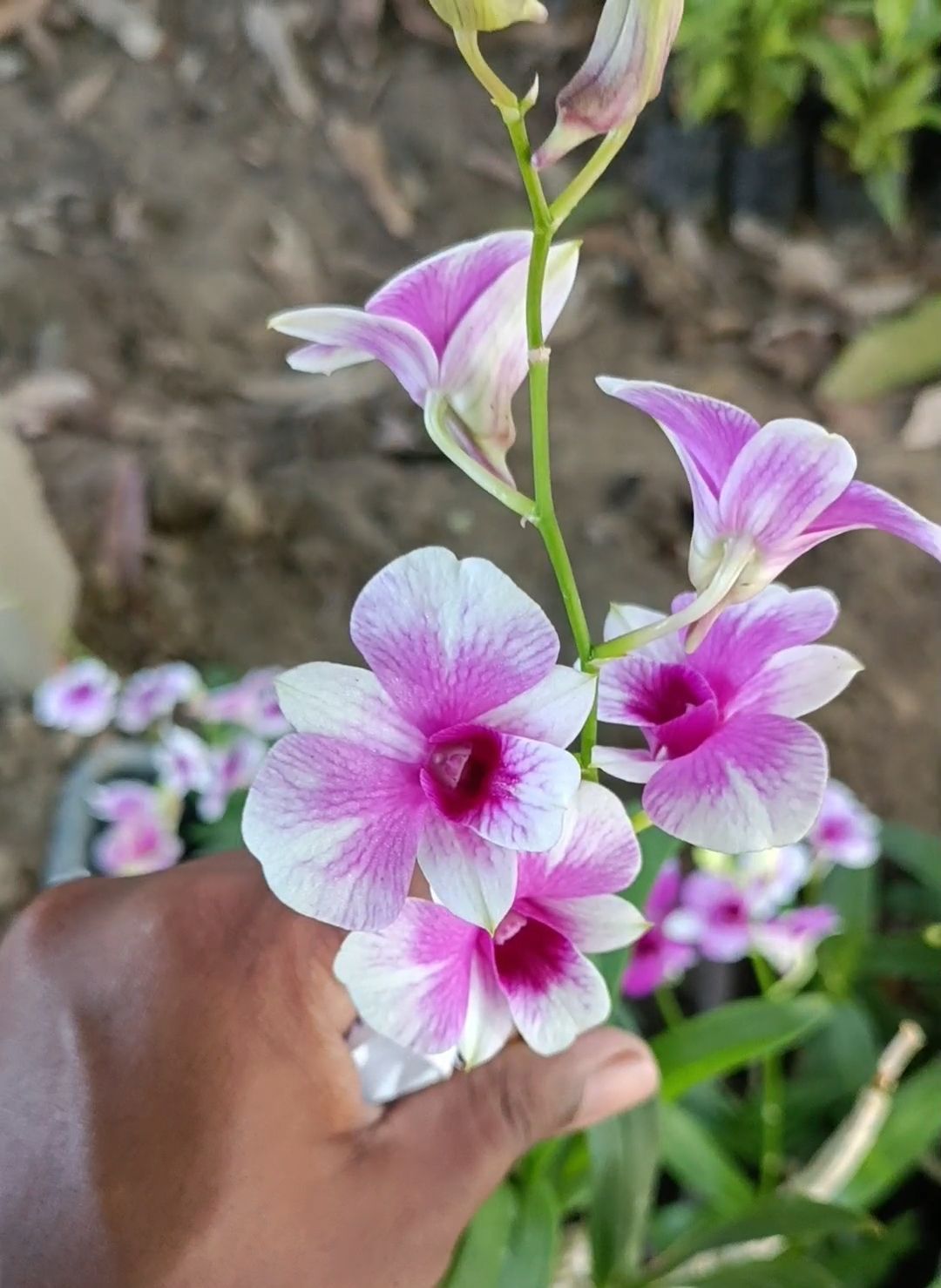 Dendrobium Orchid Flower  plant