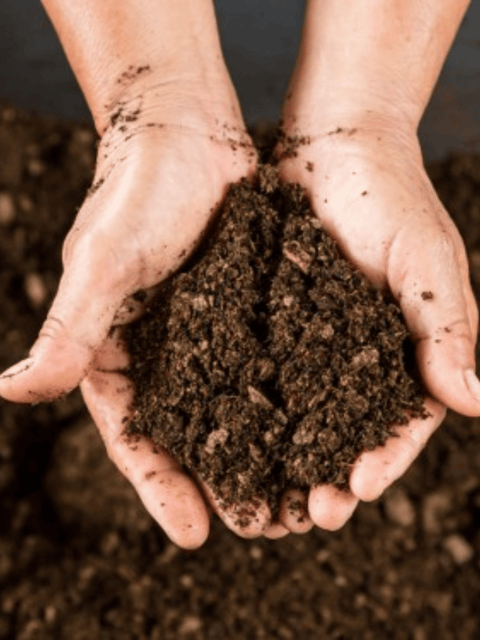 Peat Moss - 900 Grams| Ideal for Indoor & Outdoor Plants, Hydroponics, and Seed Germination
