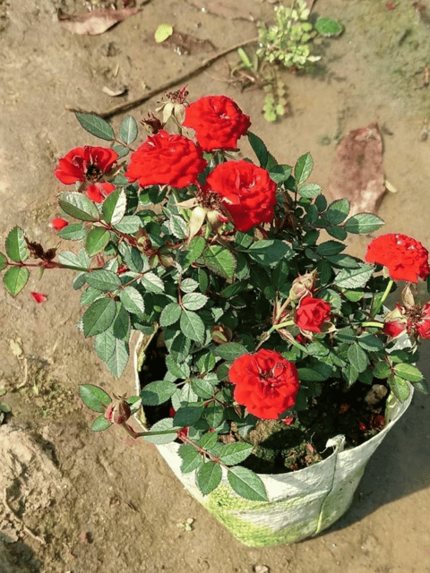 Mini Rose Flower Plant (Grafted)