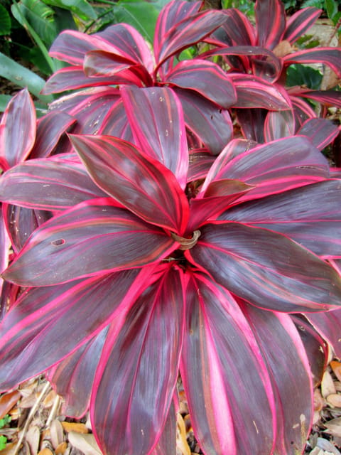 Cordyline Fruticosa Electra Ti Plant