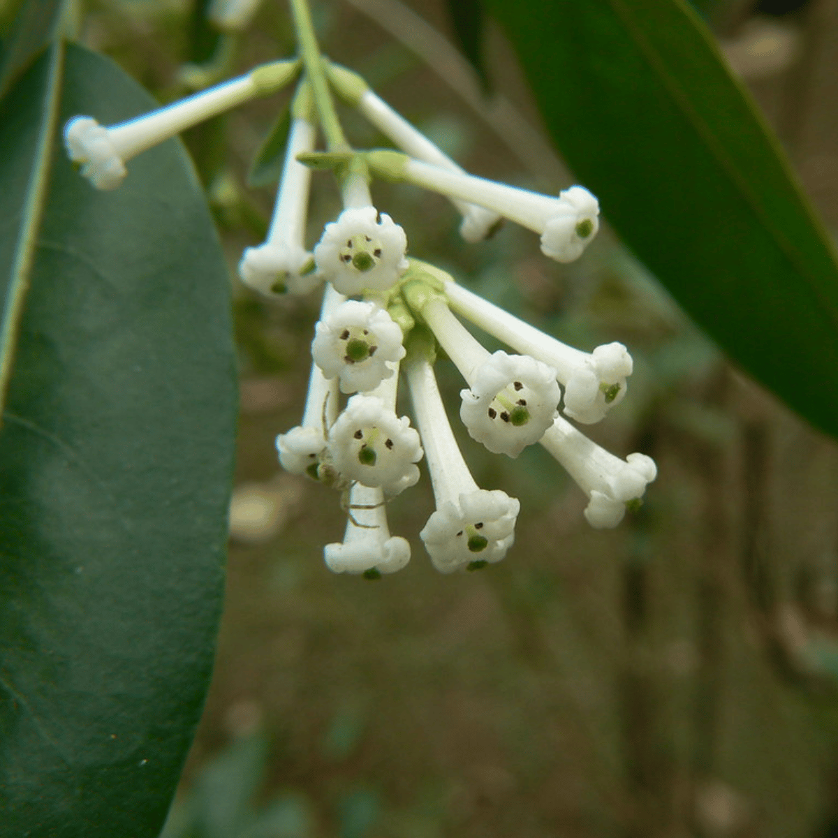 Din Ka Raja /Day-Blooming Jasmine (Cestrum Diurnum)  Plant