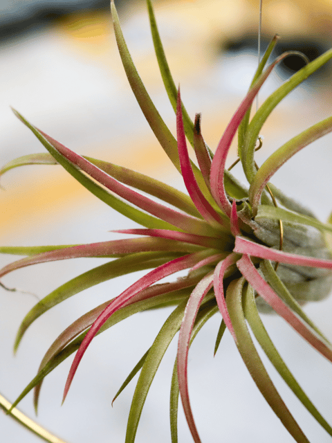 Tillandsia Lonantha  Air Plant